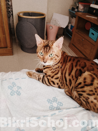 Bengal Brown [Adult]